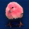 Pink Chick