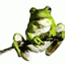 thefrog