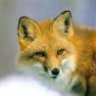 redfox